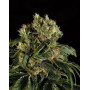 Santa Sativa - Info marihuana y Venta de semillas - SemillasLowCost