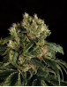 Santa Sativa - Info marihuana y Venta de semillas - SemillasLowCost