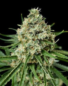 Shark Shock CBD - Envíos 24/48 H