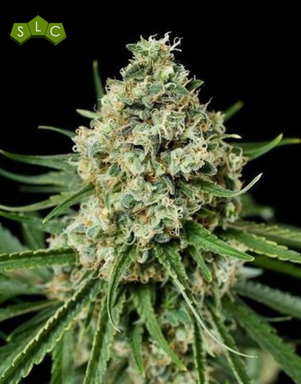 Shark Shock CBD - Envíos 24/48 H