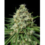 Shark Shock CBD - Envíos 24/48 H