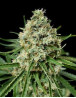 Shark Shock CBD - Envíos 24/48 H