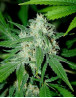 Haze Mist - Regalos con tu Compra