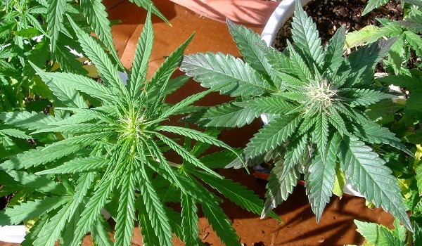 TIPOS DE MARIHUANA, ¿CÓMO CLASIFICAR EL CANNABIS?