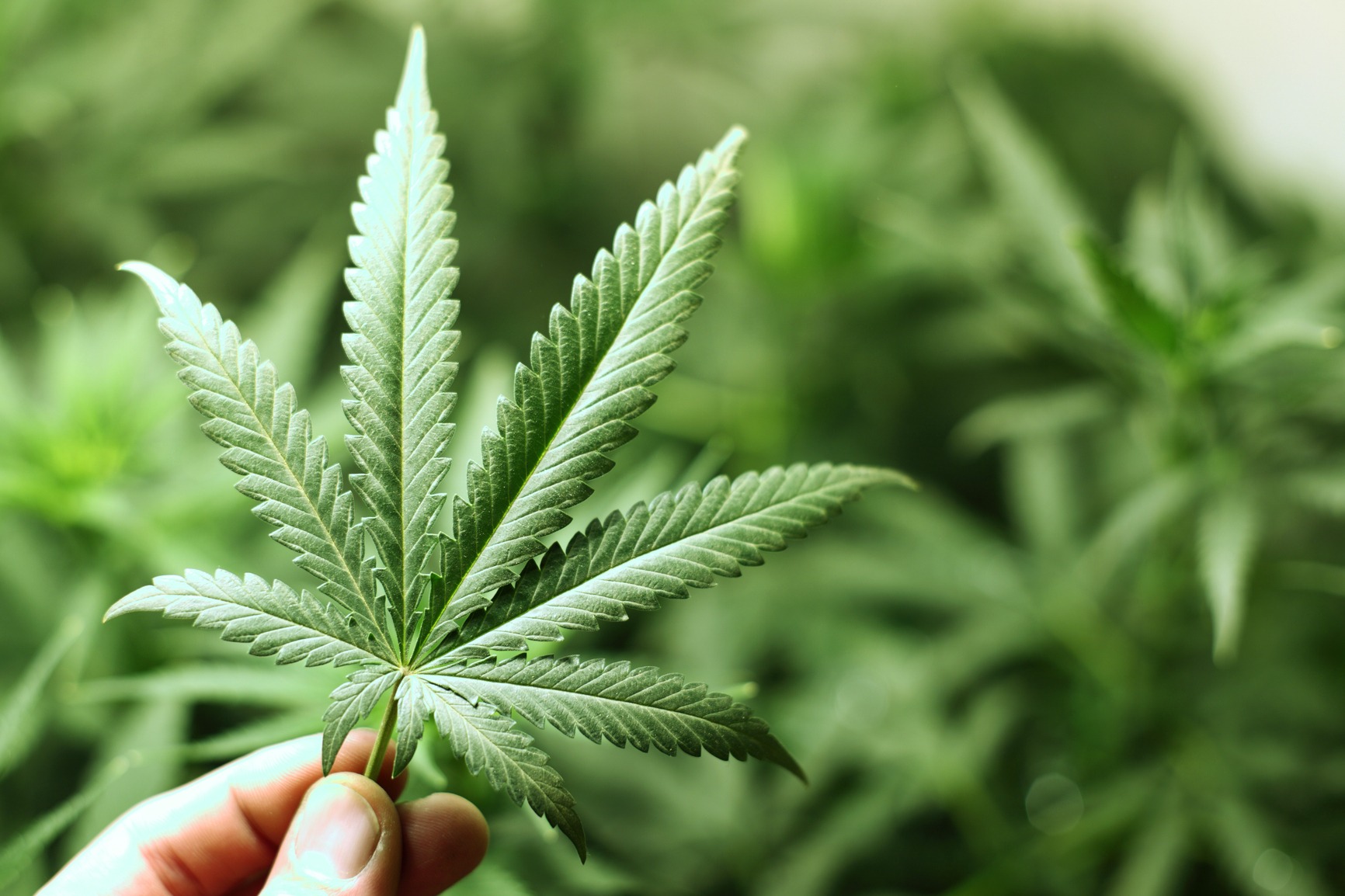 15 CONSEJOS BÁSICOS PARA EL CULTIVO DE MARIHUANA