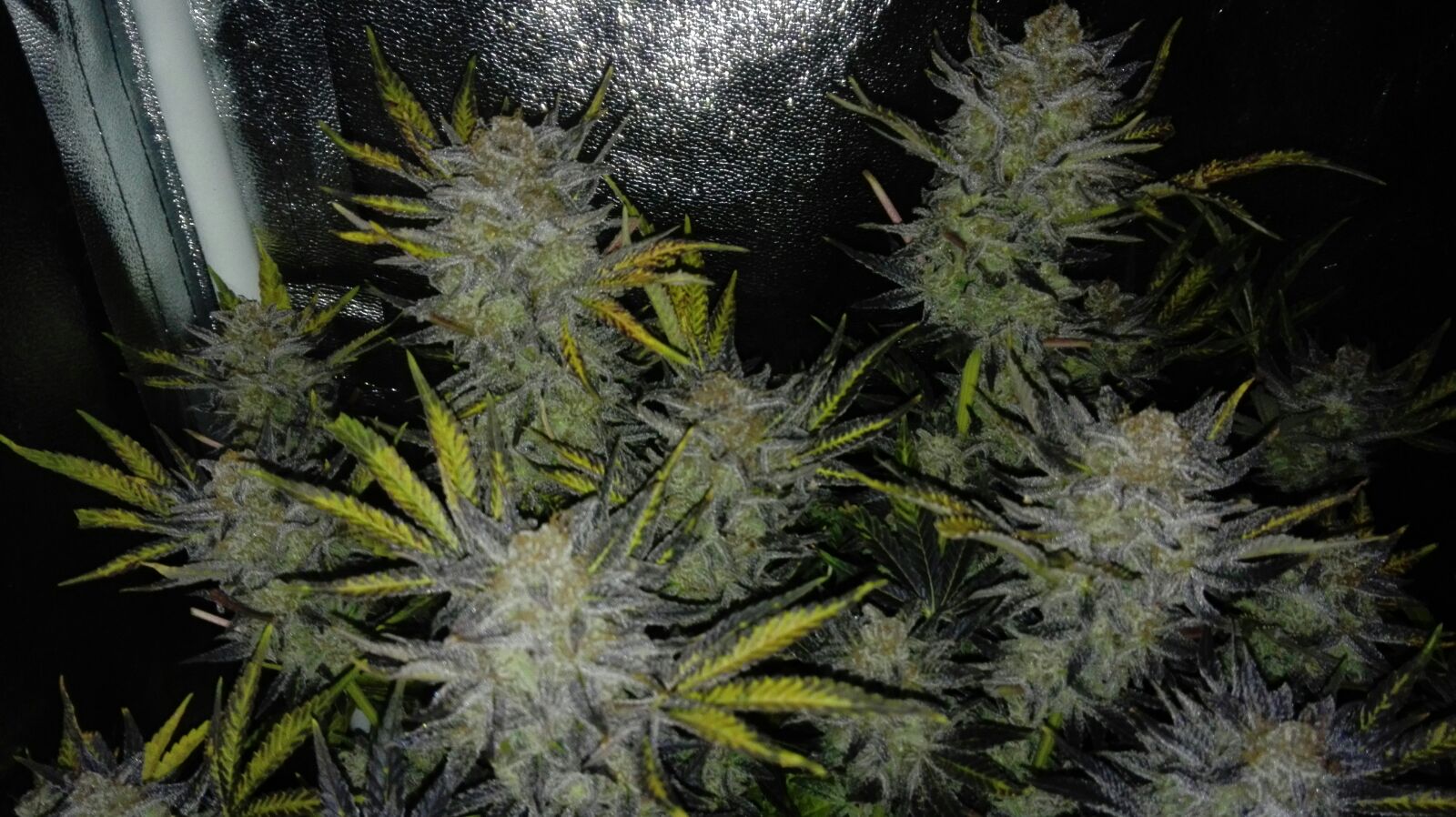 HORAS DE LUZ PARA CRECIMIENTO Y FLORACIÓN EN CULTIVOS D MARIHUANA INTERIOR