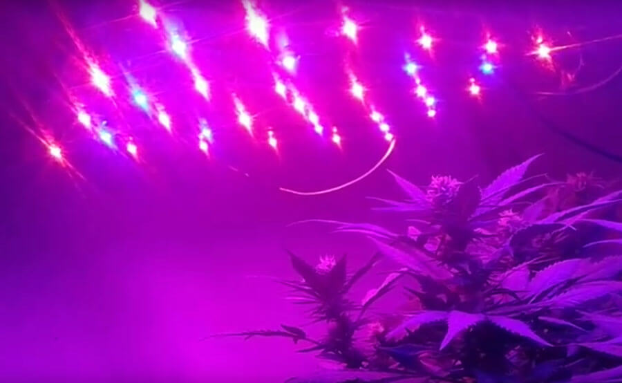 iluminación led cultivo marihuana