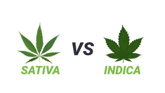 INDICAS VS SATIVAS: CUALES SON LAS DIFERENCIAS