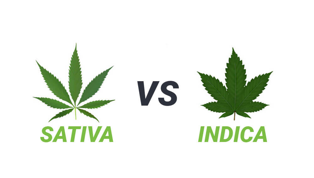 sativa vs indica