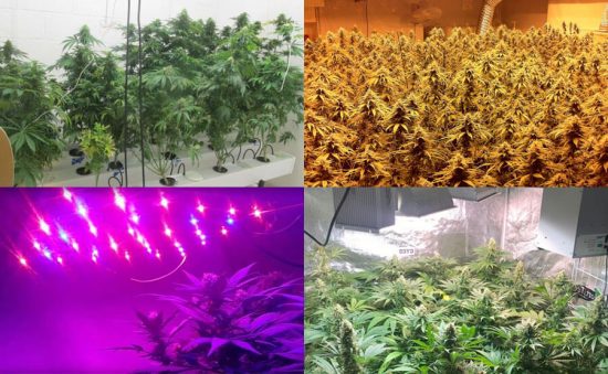 ¿QUÉ MATERIALES NECESITAS PARA REALIZAR TU PROPIO CULTIVO INTERIOR?