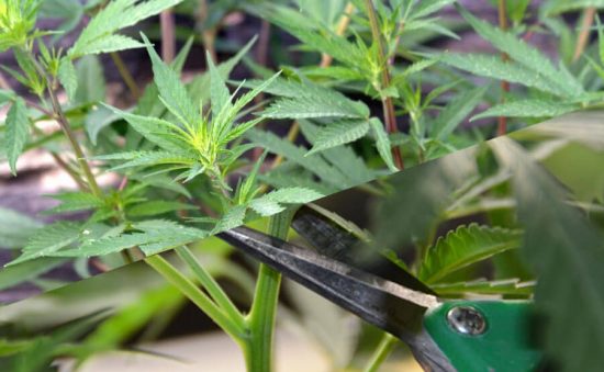 ESQUEJES DE MARIHUANA, ¿CÓMO HACERLOS Y QUÉ MATERIALES NECESITO?