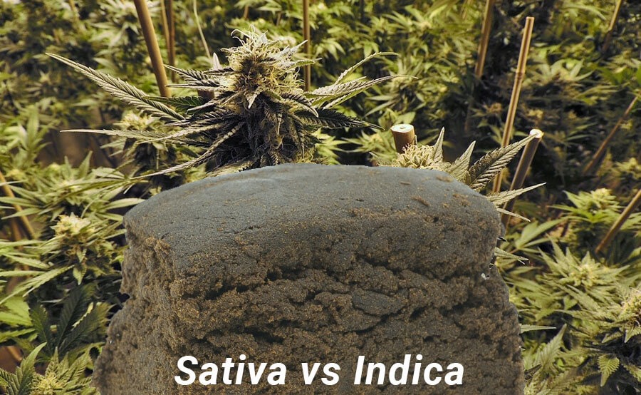 hachis sativa vs indica