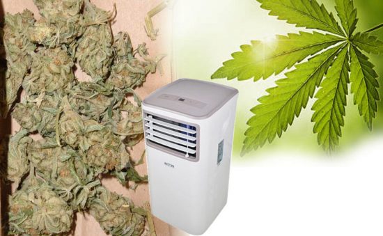 CÓMO SECAR MARIHUANA MUY RÁPIDO