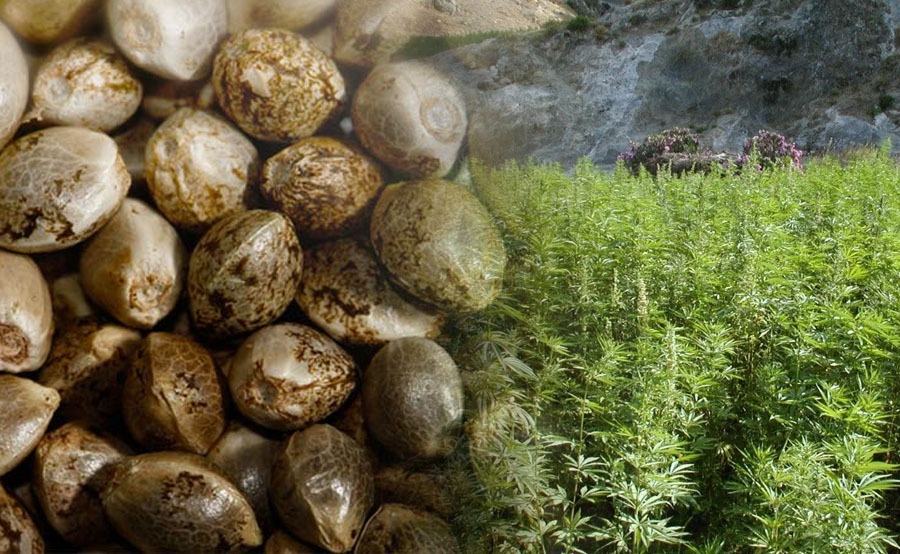Semillas de marihuana en exterior