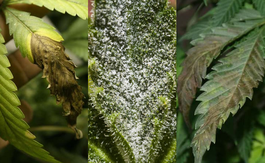 Varios hongos en cannabis