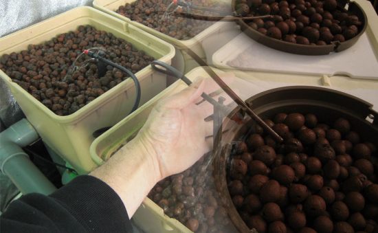 LA ARLITA PARA CULTIVOS HIDROPÓNICOS