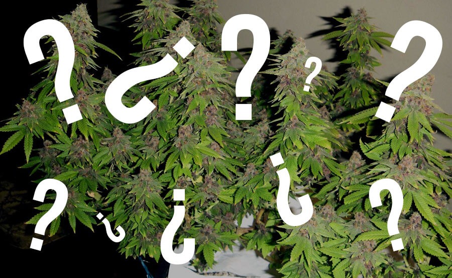 Cuantas plantas de marihuana