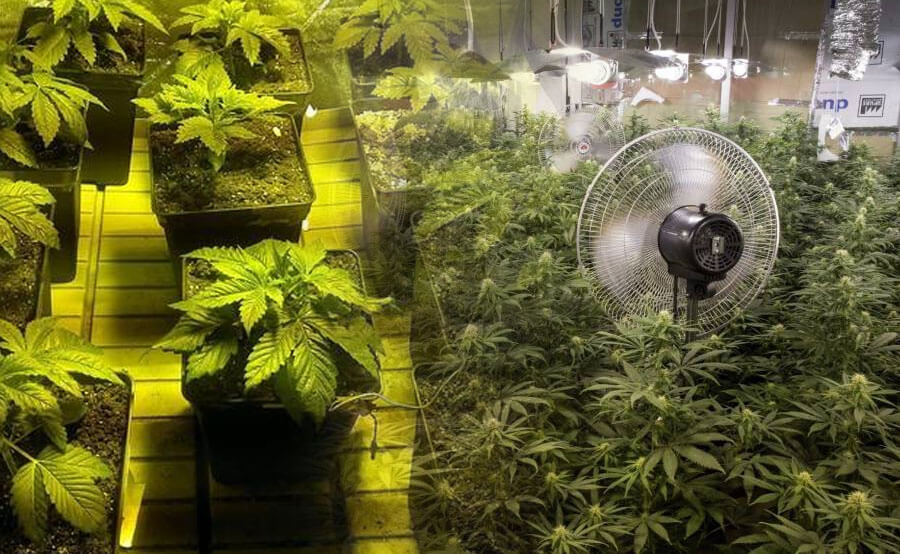 Cuarto de cultivo de marihuana