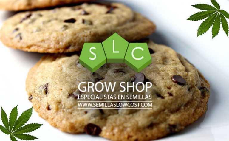 CÓMO HACER GALLETAS DE MARIHUANA – COOKIES CANNÁBICAS