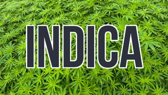 ¿QUÉ ES CANNABIS INDICA?