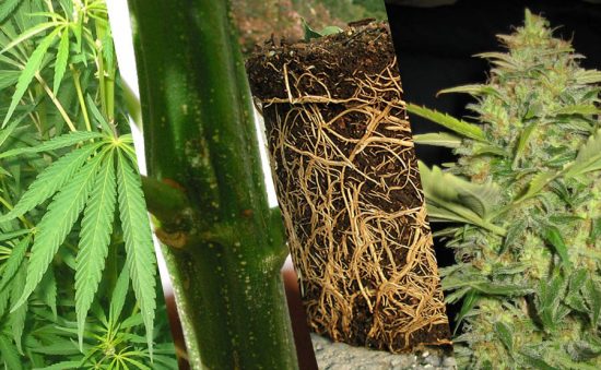 PARTES DE LA PLANTA DE MARIHUANA