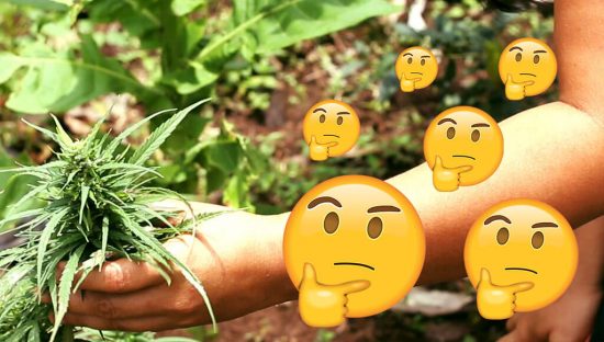 ¿CÓMO PLANTAR MARIHUANA EN CASA?