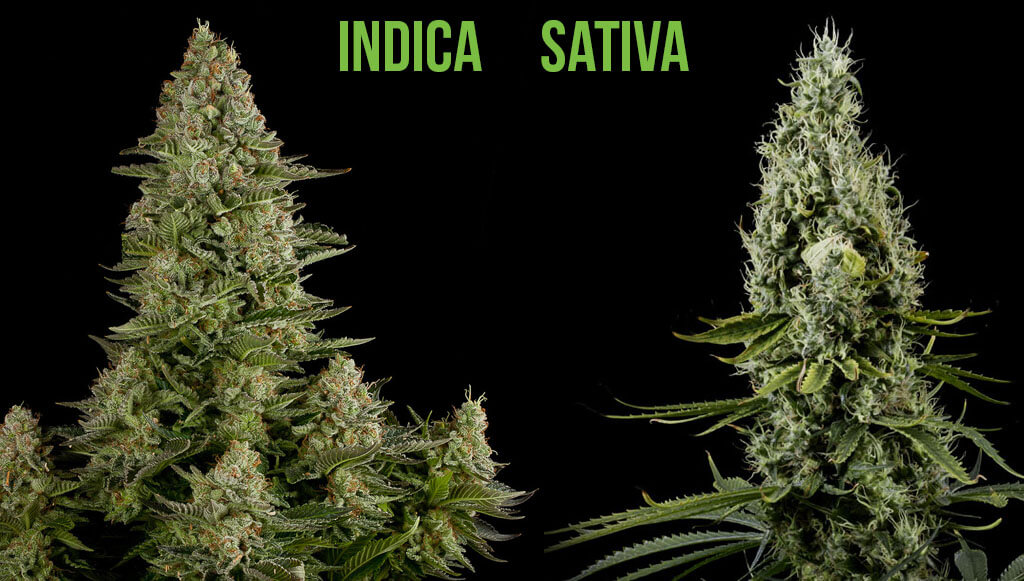 Indica y Sativa