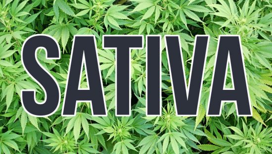 ¿QUÉ ES CANNABIS SATIVA?