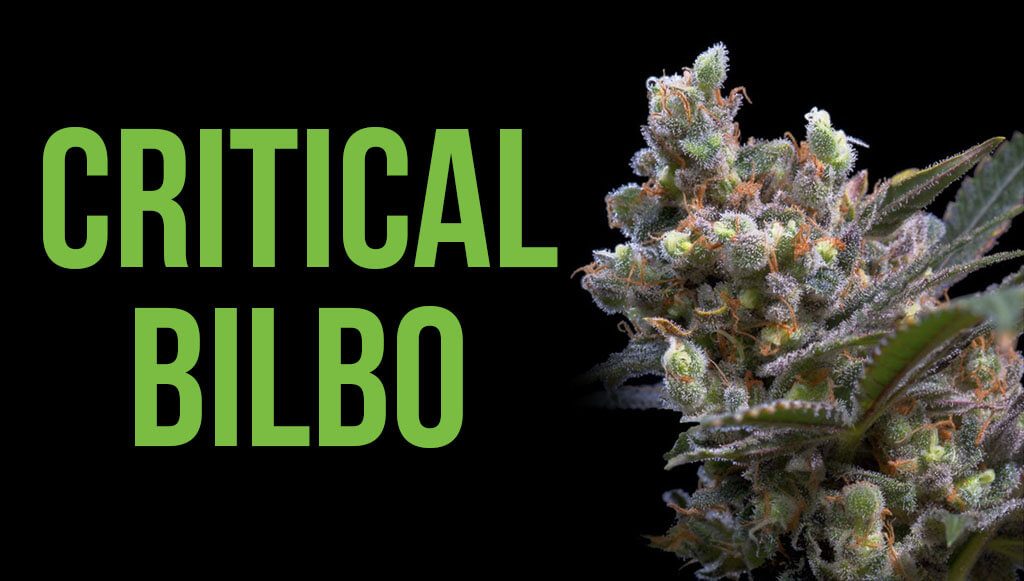 Critical bilbo