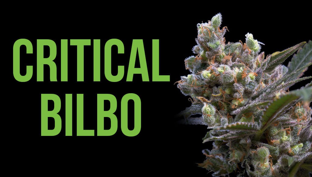 Critical bilbo