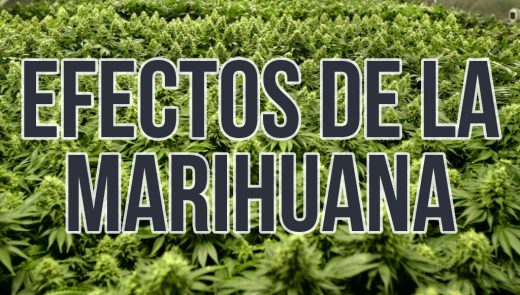 EFECTOS DE LA MARIHUANA