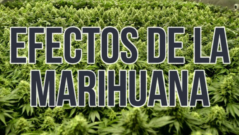EFECTOS DE CONSUMIR MARIHUANA EN EL ORGANISMO. ¿QUÉ FACTORES DEPENDEN?