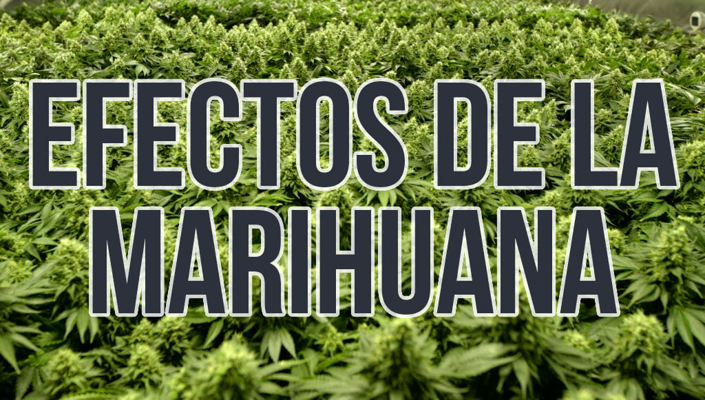 Efectos provocados por la marihuana