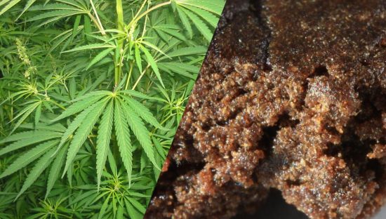 HACHÍS VS MARIHUANA, ¿ES LO MISMO?: APRENDE SUS PRINCIPALES DIFERENCIAS