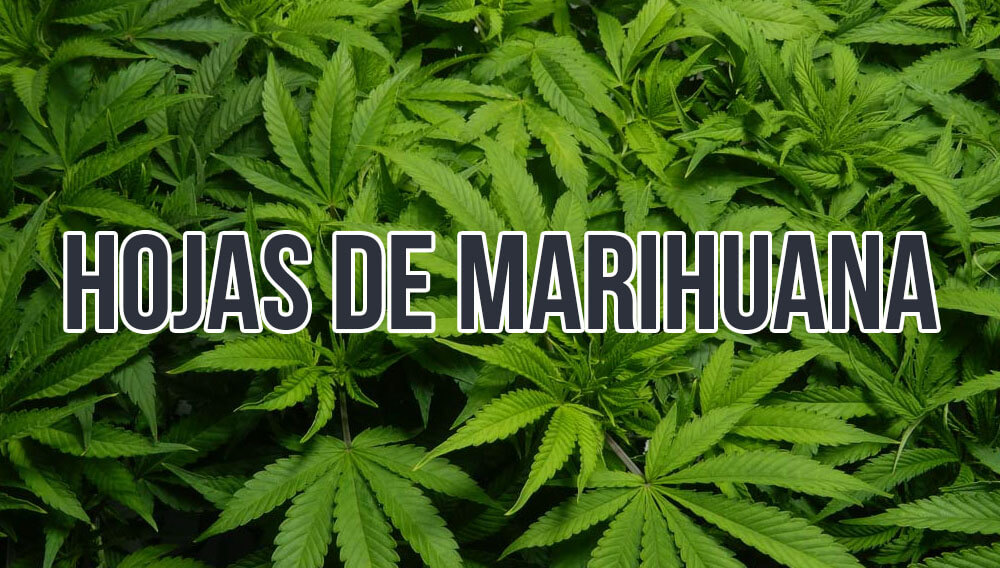 Hojas de marihuana