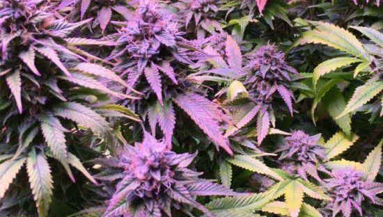 MARIHUANA MORADA – EFECTOS, SABOR Y MOTIVOS DE SU COLORACIÓN