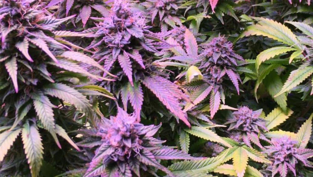 Marihuana morada