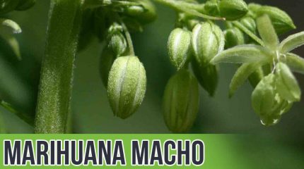 TODO SOBRE LA MARIHUANA MACHO