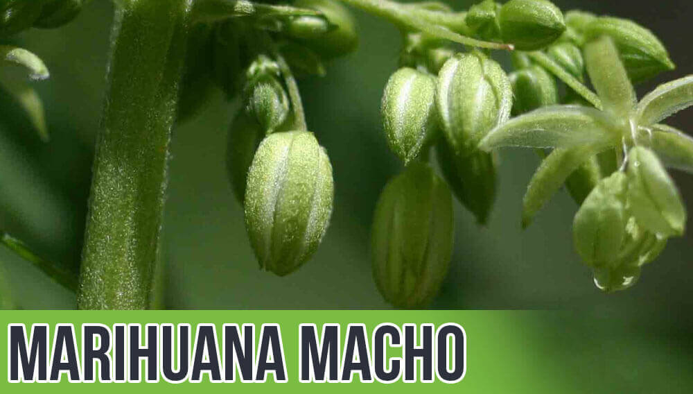 Marihuana macho