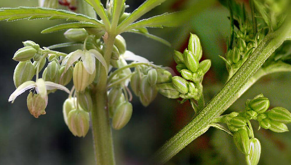 Flor marihuana macho