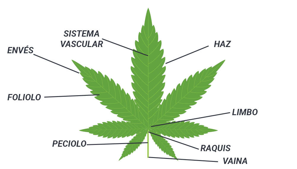 partes hoja marihuana