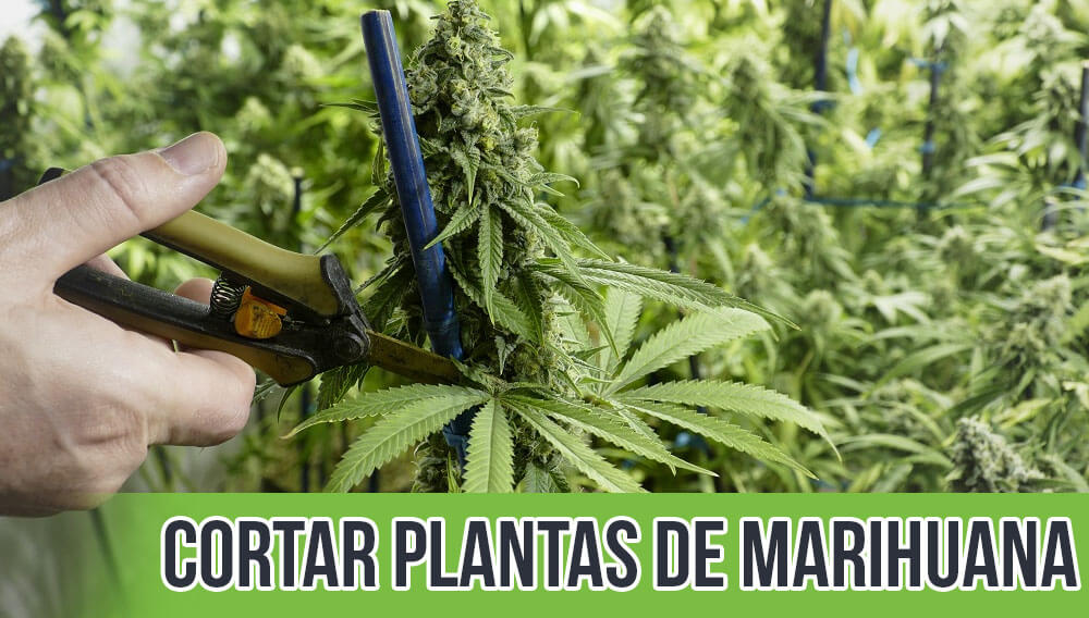 Cortar plantas de marihuana