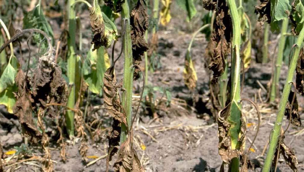 Fusarium