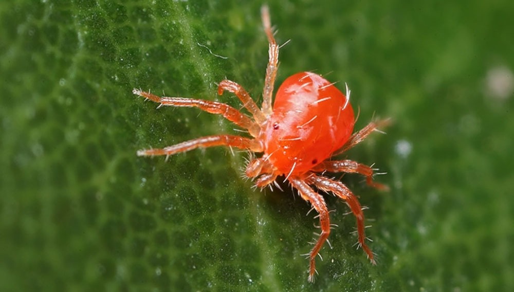 araña roja