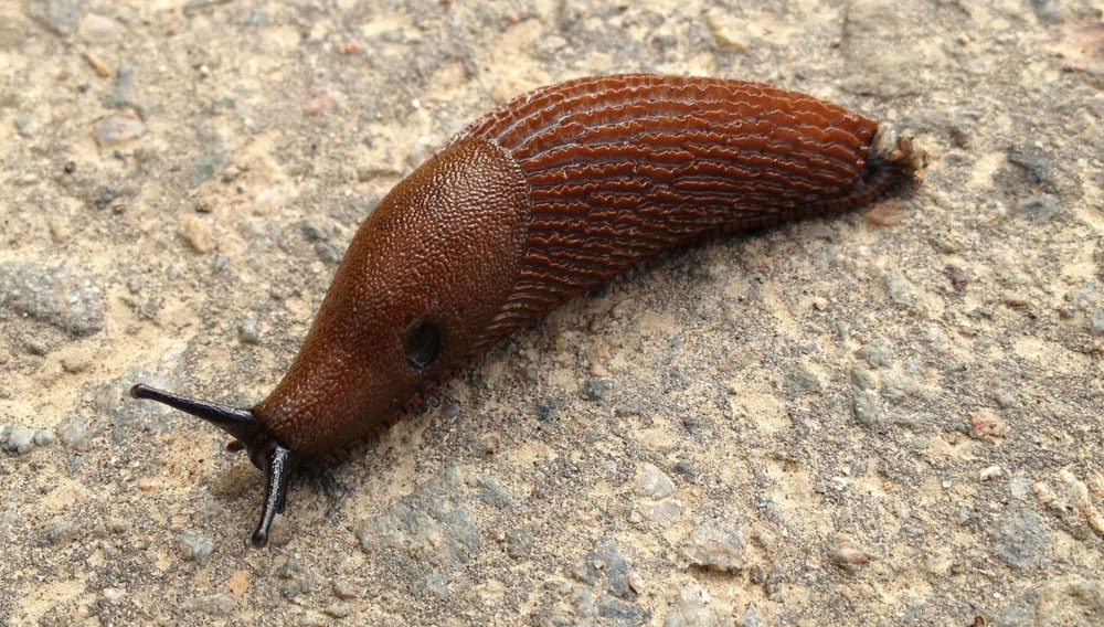 babosa