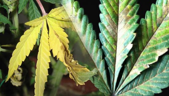 CÓMO DETECTAR CARENCIAS Y EXCESOS DE NUTRIENTES EN LA MARIHUANA