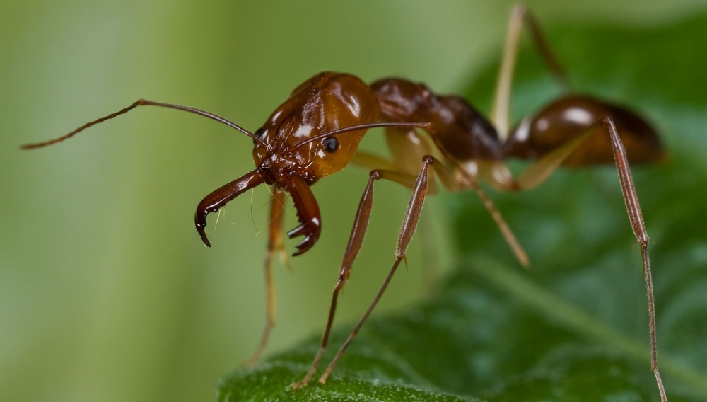 hormiga