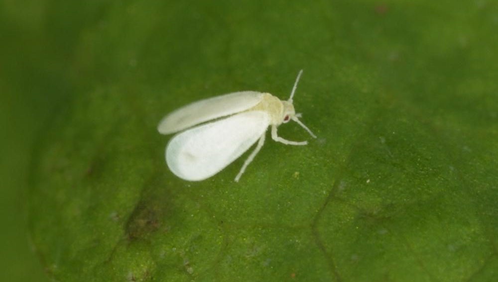 mosca blanca
