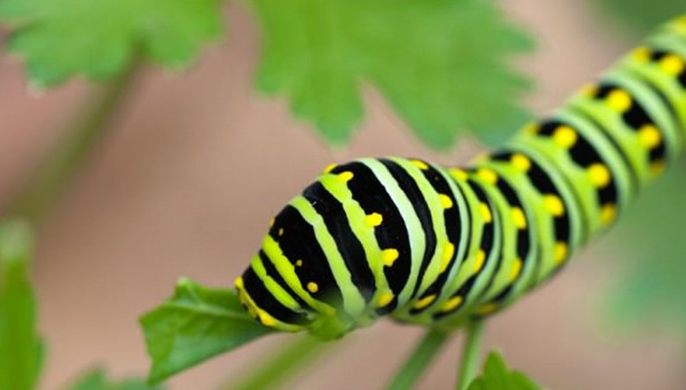 oruga