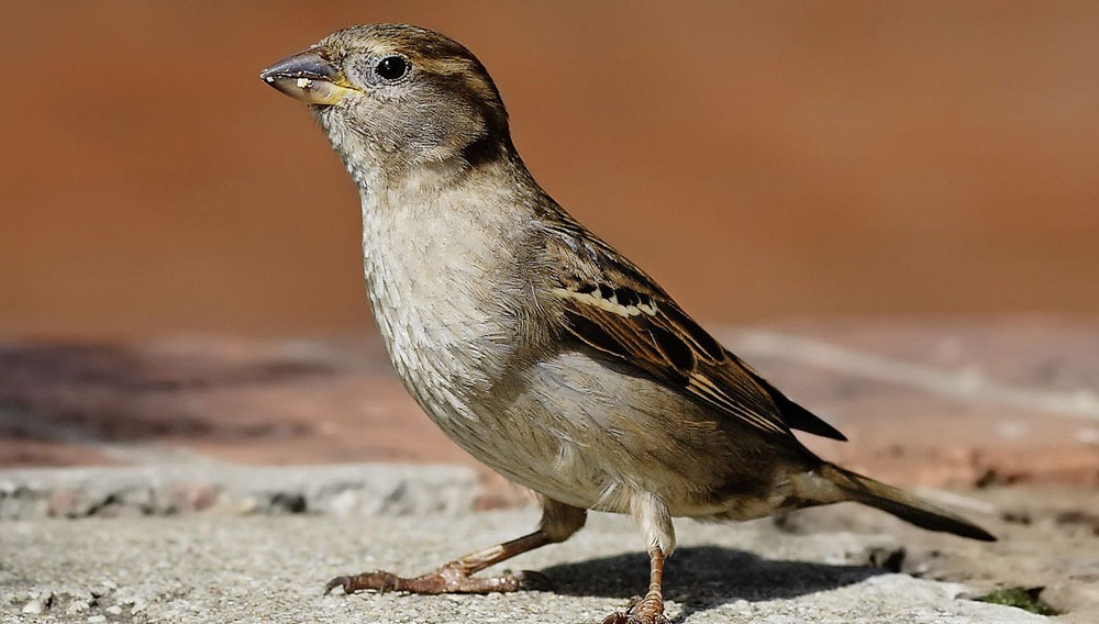 pajaro